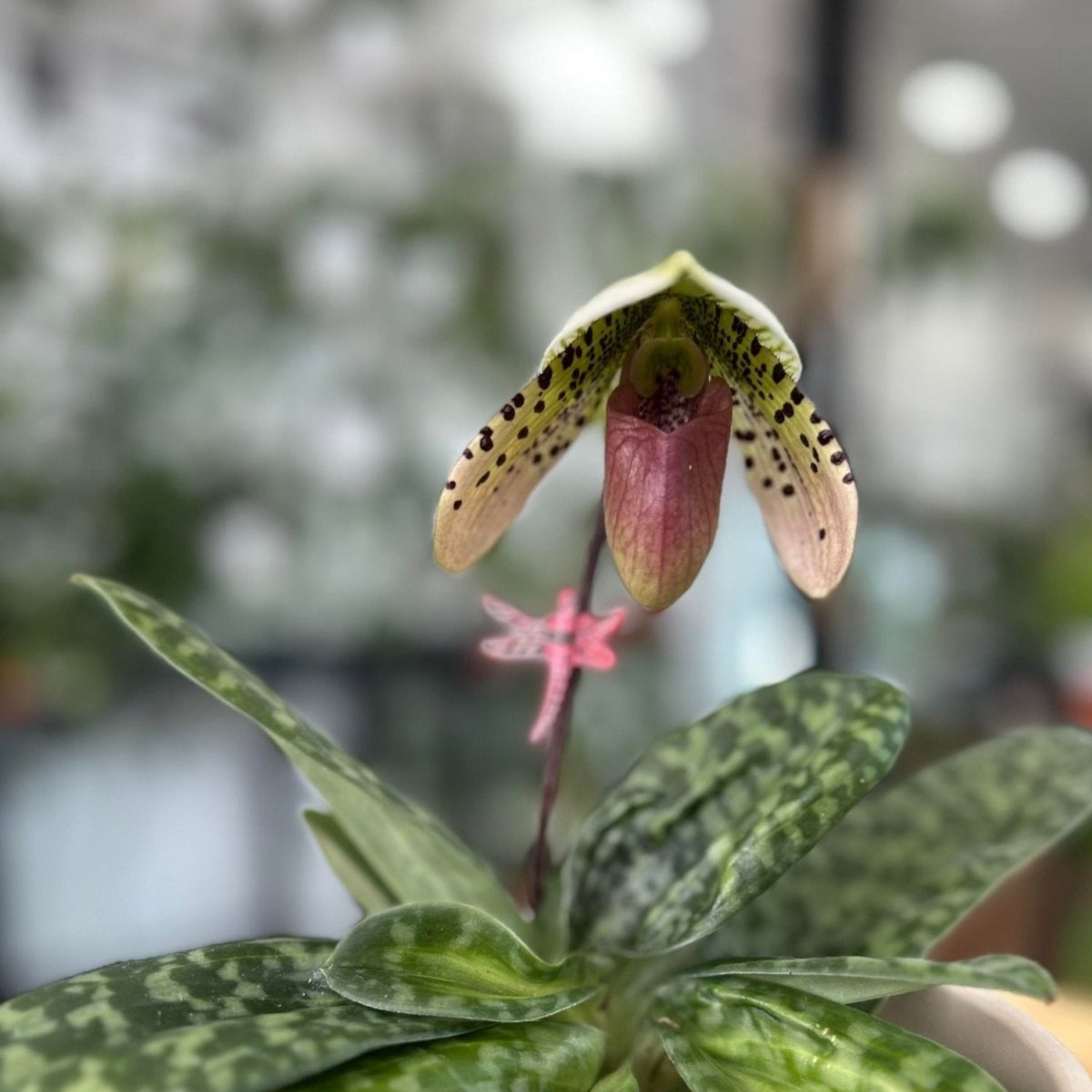 Paphiopedilum montera - Slipper Orchid - Ed's Plant Shop