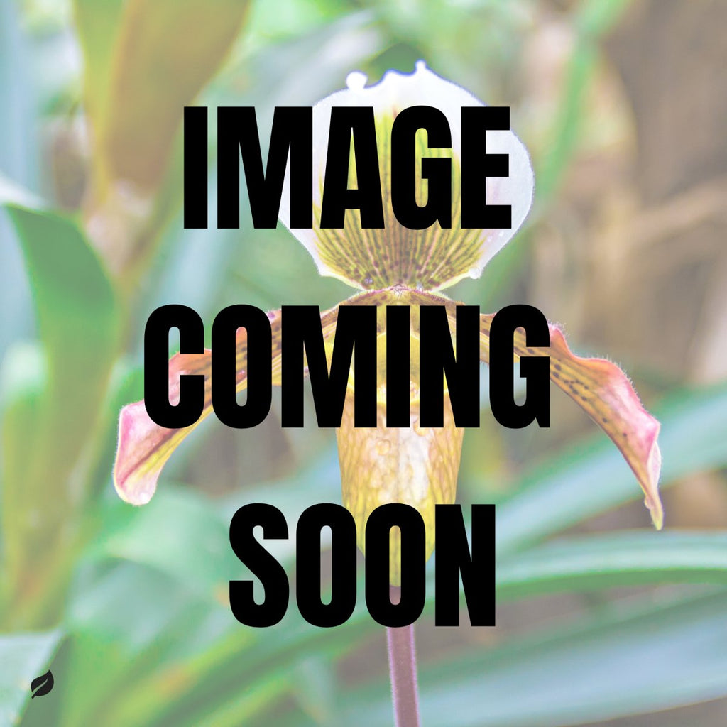 Paphiopedilum montera - Slipper Orchid - Ed's Plant Shop