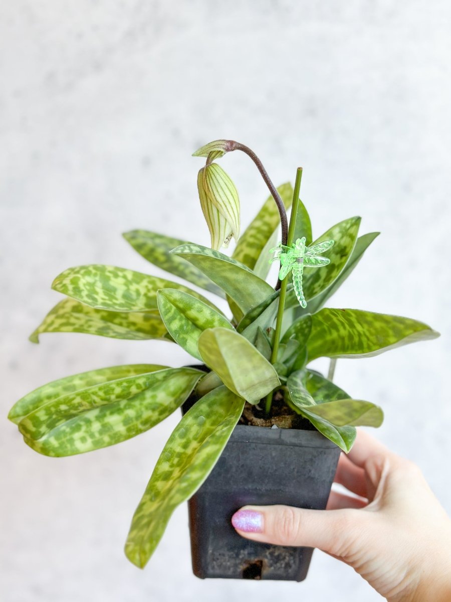 Paphiopedilum montera - Slipper Orchid - Ed's Plant Shop