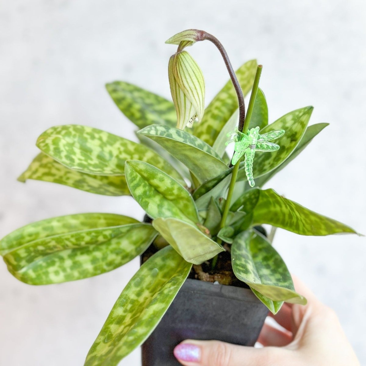 Paphiopedilum montera - Slipper Orchid - Ed's Plant Shop