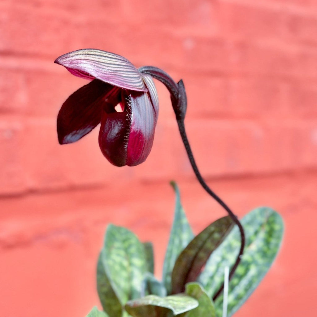 Paphiopedilum montera - Slipper Orchid - Ed's Plant Shop