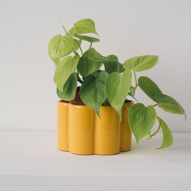 Paula Self Watering Planter Pot - Mustard Yellow - Ed's Plant Shop