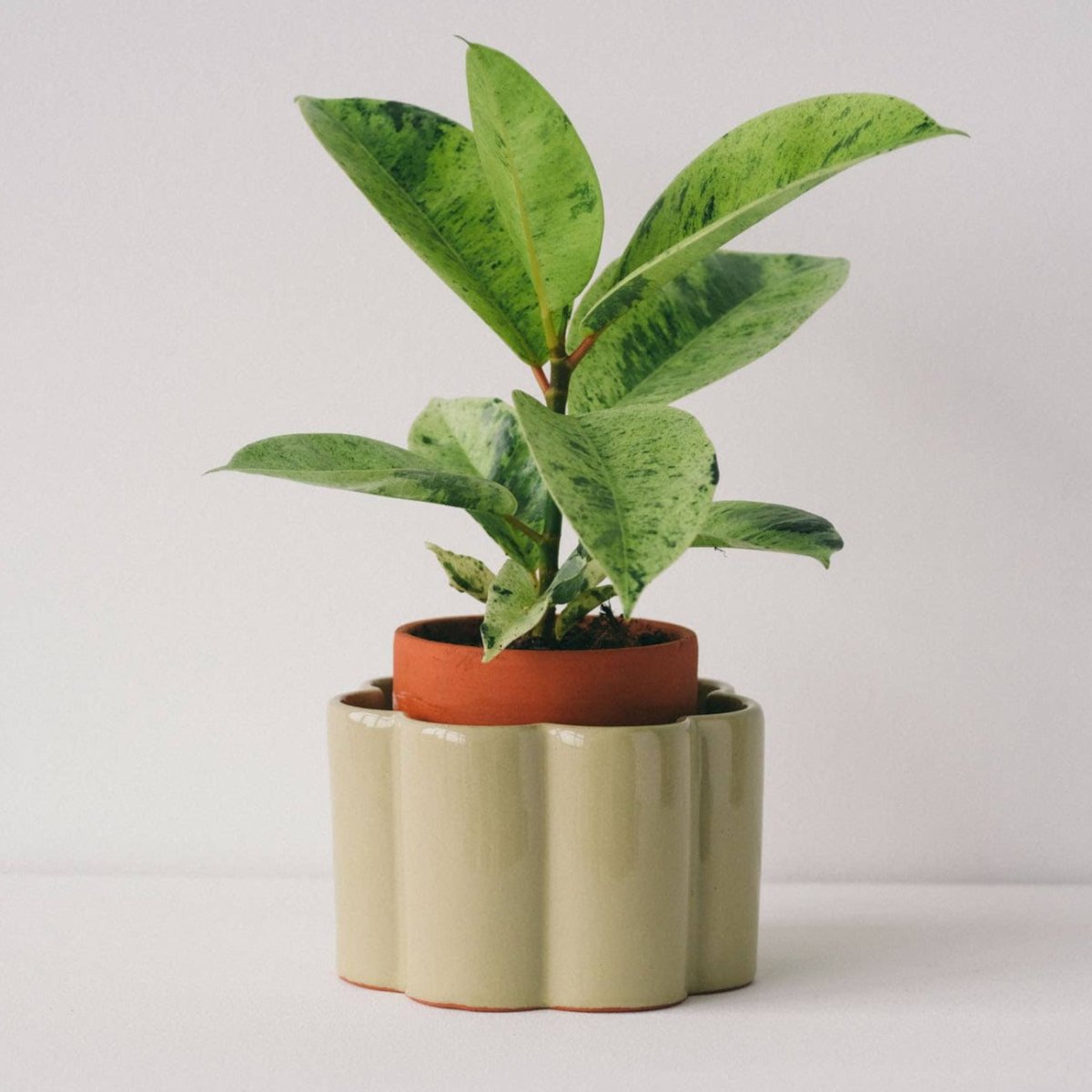 Ficus Plant in Paula Self Watering Planter Pot - Sage Green - Ed's Plant Shop