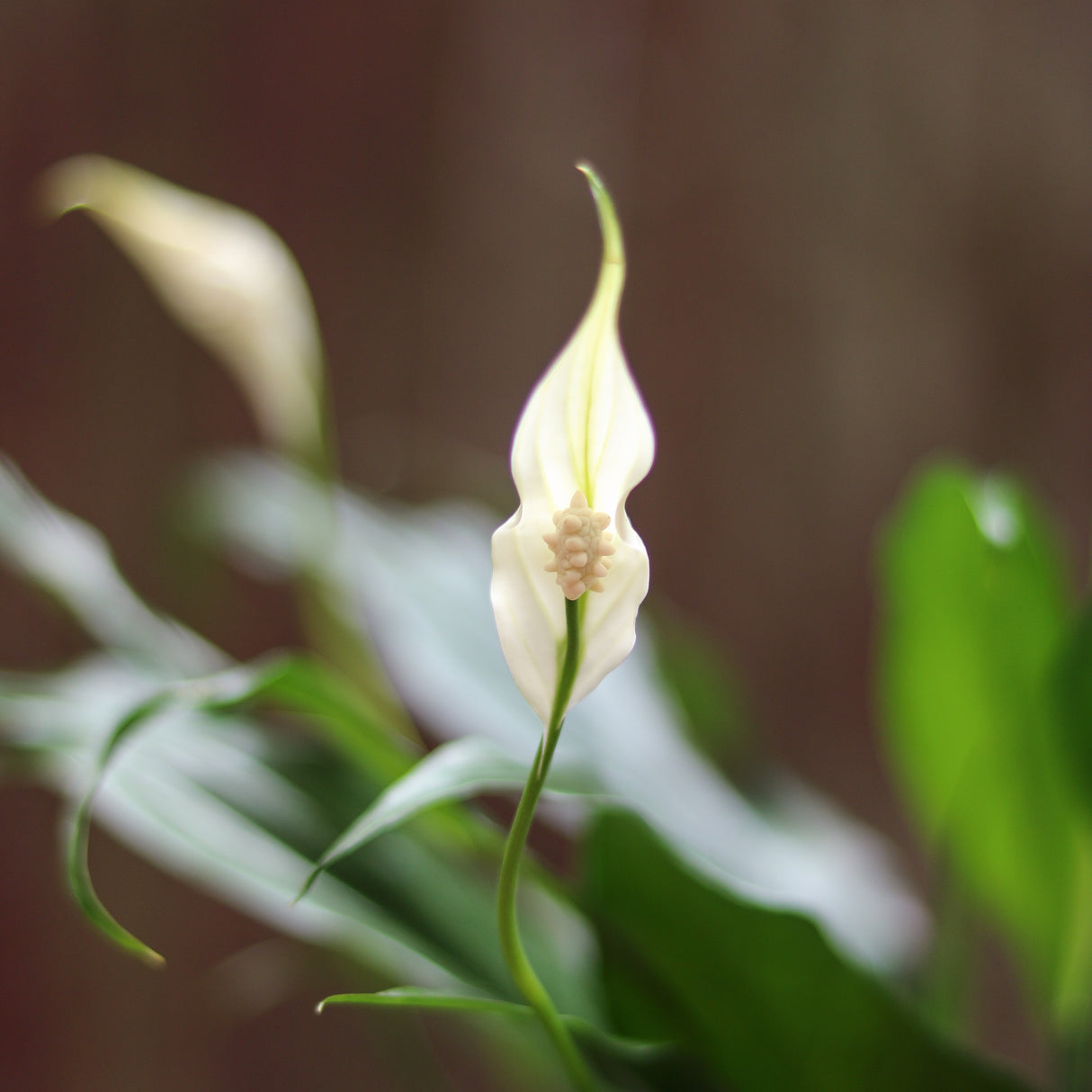 Spathiphyllum 'Peace Lilly'