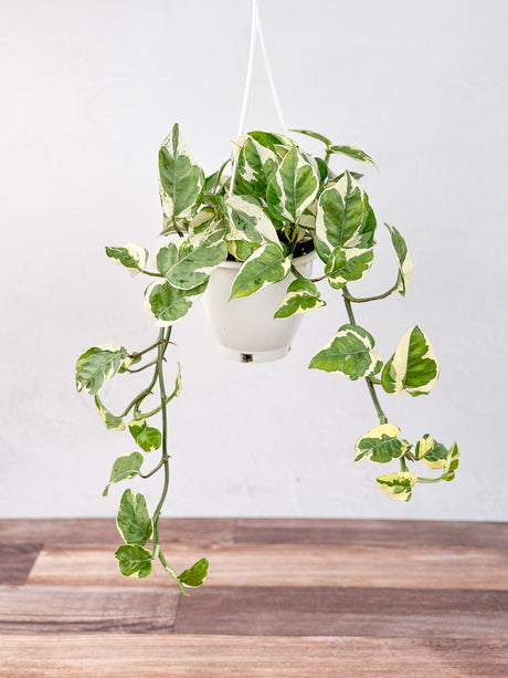 Epipremnum Aureum 'Pearls and Jade' Pothos - Various Hanging Basket Sizes