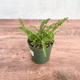 Pellaea rotundifolia - Button Fern - 4 Inch - Ed's Plant Shop