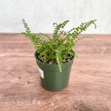 Pellaea rotundifolia - Button Fern - 4 Inch - Ed's Plant Shop