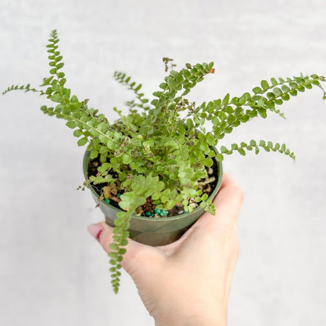 Pellaea rotundifolia - Button Fern - 4 Inch - Ed's Plant Shop