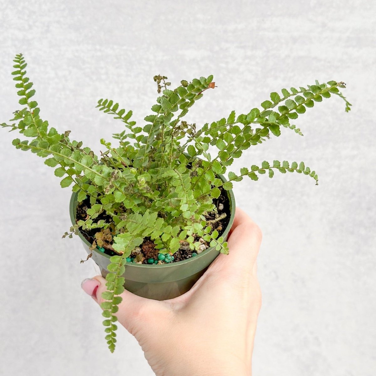 Pellaea rotundifolia - Button Fern - 4 Inch - Ed's Plant Shop