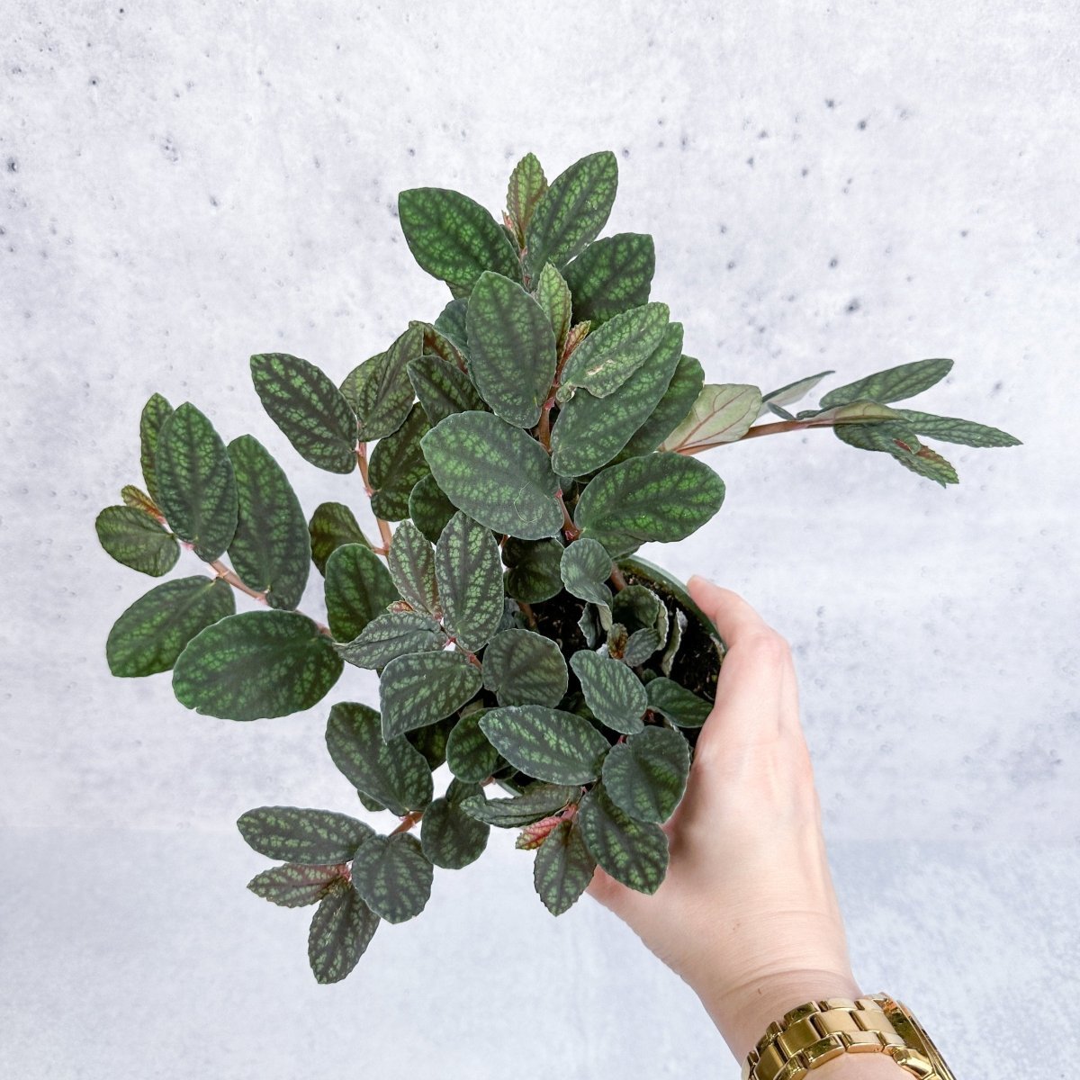 Pellionia pulchra ‘Polynesian Ivy’ – 4.5-inch Hanging Basket