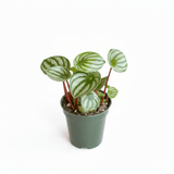 Watermelon Peperomia – Google Product Photo