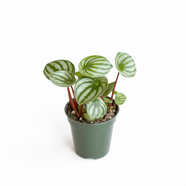Watermelon Peperomia – Google Product Photo