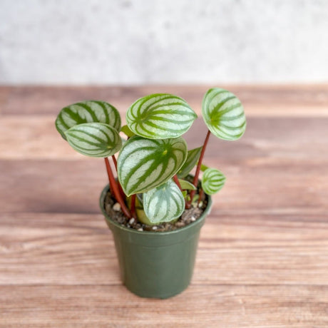 Peperomia Argyreia 'Watermelon Peperomia' - Ed's Plant Shop