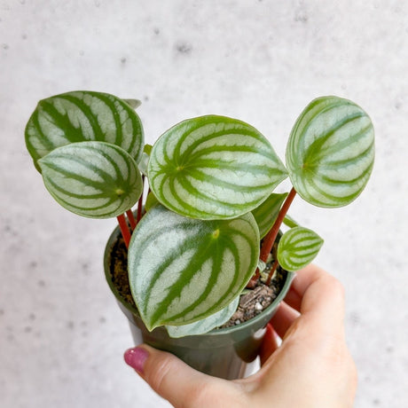 Peperomia Argyreia 'Watermelon Peperomia' - Ed's Plant Shop