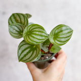 Peperomia Argyreia 'Watermelon Peperomia' - Hanging Basket - Ed's Plant Shop