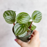 Peperomia Argyreia 'Watermelon Peperomia' - Hanging Basket - Ed's Plant Shop