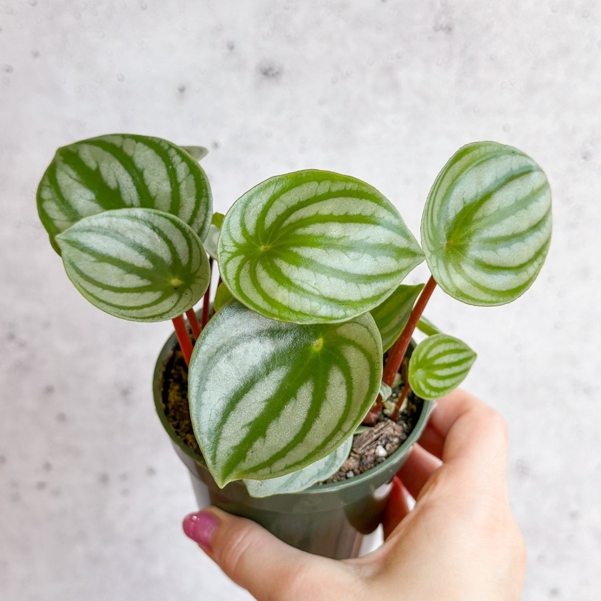 Peperomia Argyreia 'Watermelon Peperomia' - Hanging Basket - Ed's Plant Shop