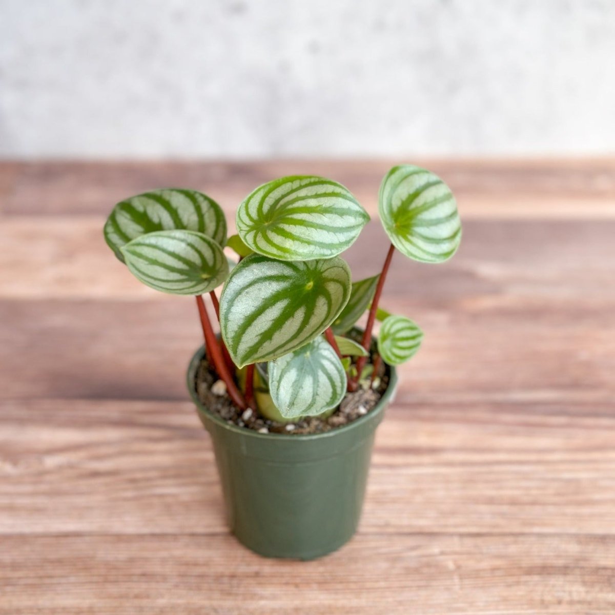watermelon plant succulent 3.5'' Nursery Pot