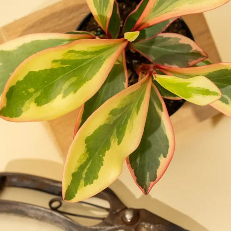 Peperomia clusiifolia 'Ginny' - Tricolor Peperomia Variegated green and pink leaves of a houseplant on a neutral background