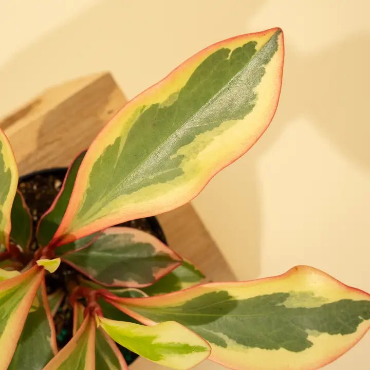 Peperomia clusiifolia 'Ginny' - Tricolor Peperomia - Ed's Plant Shop