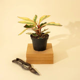 Peperomia clusiifolia 'Ginny' - Tricolor Peperomia - Ed's Plant Shop