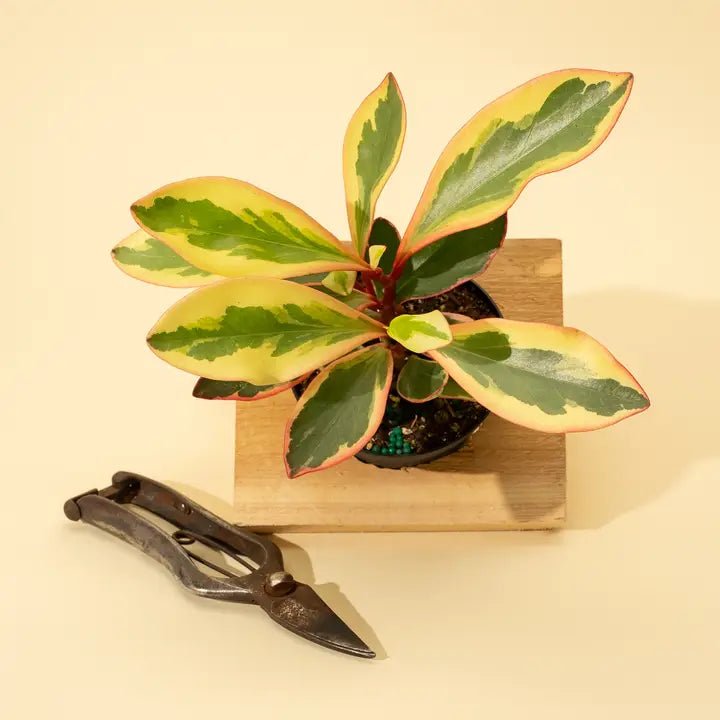 tricolour indoor plant Peperomia 'Tricolor'