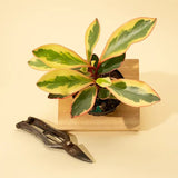Peperomia clusiifolia 'Ginny' - Tricolor Peperomia houseplant with gardening shears on a beige background
