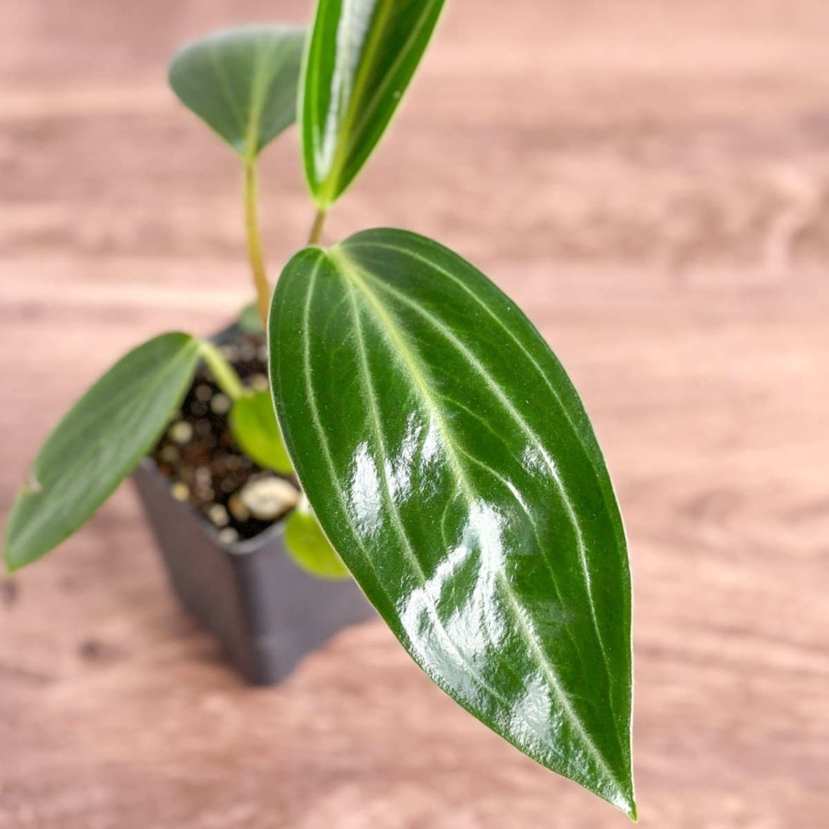 Peperomia elongata - Ed's Plant Shop