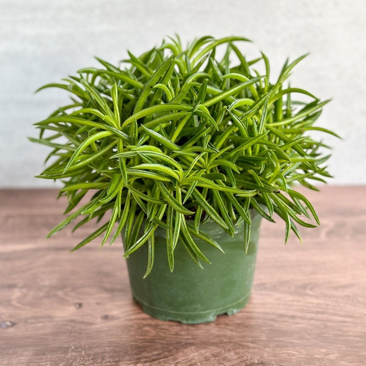 bean house plant Peperomia ferreyrae “Happy Bean”