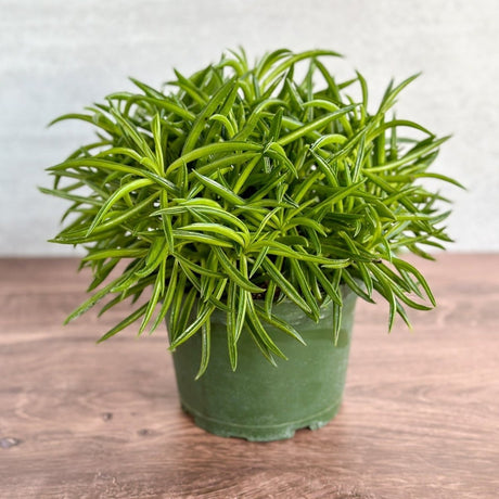 Peperomia ferreyrae “Happy Bean” - Happy Bean Plant - Ed's Plant Shop