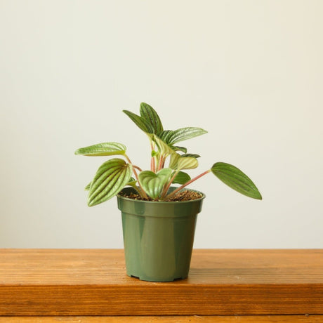 Peperomia 'Fuzzy Mystery' - Ed's Plant Shop