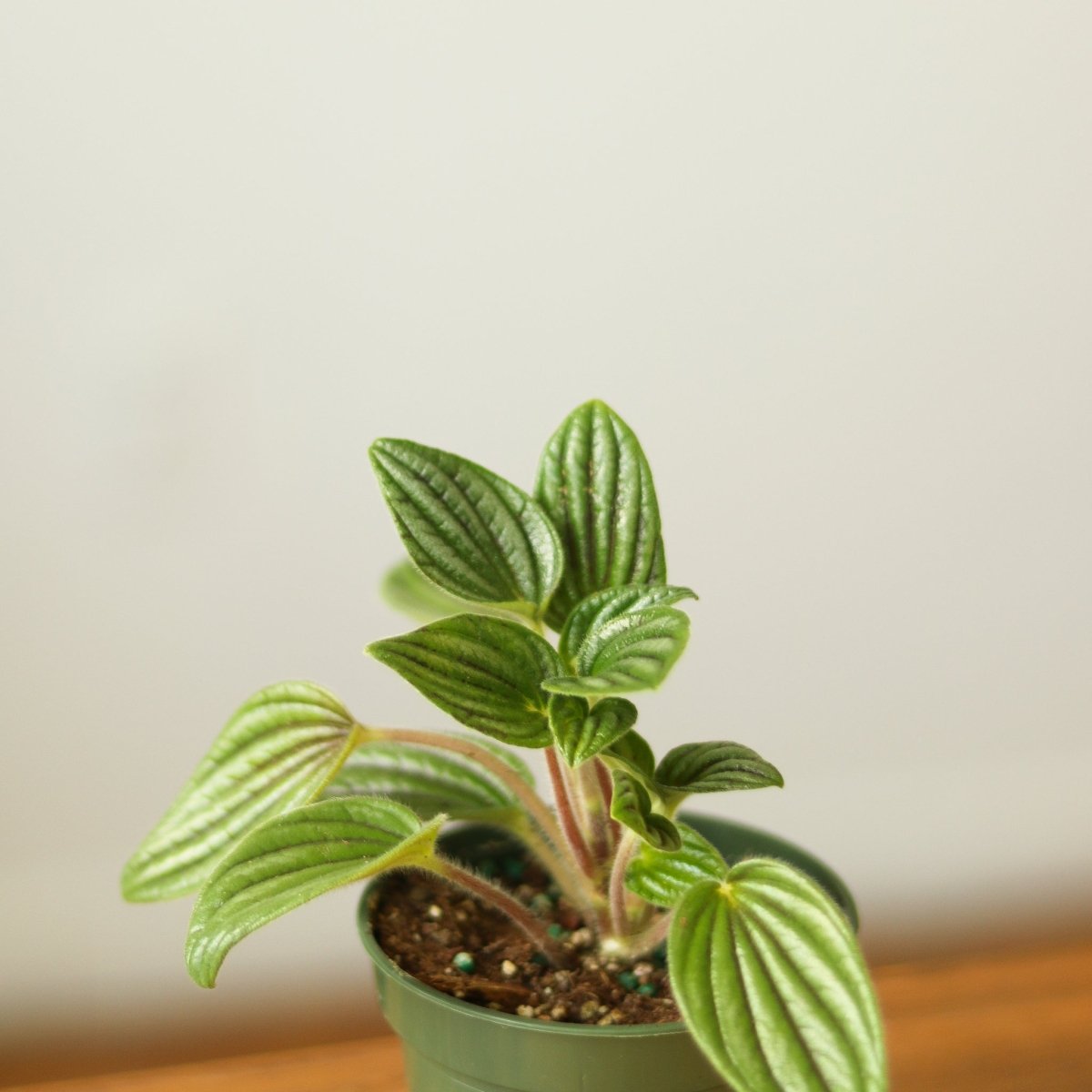 fuzzy house plant Peperomia 'Fuzzy Mystery' – Ed's Plant Shop
