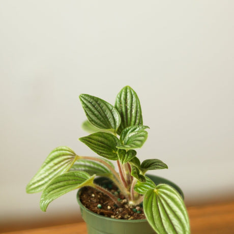 Peperomia 'Fuzzy Mystery' - Ed's Plant Shop