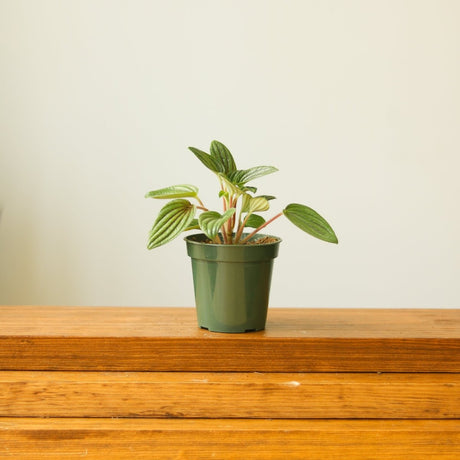 Peperomia 'Fuzzy Mystery' - Ed's Plant Shop