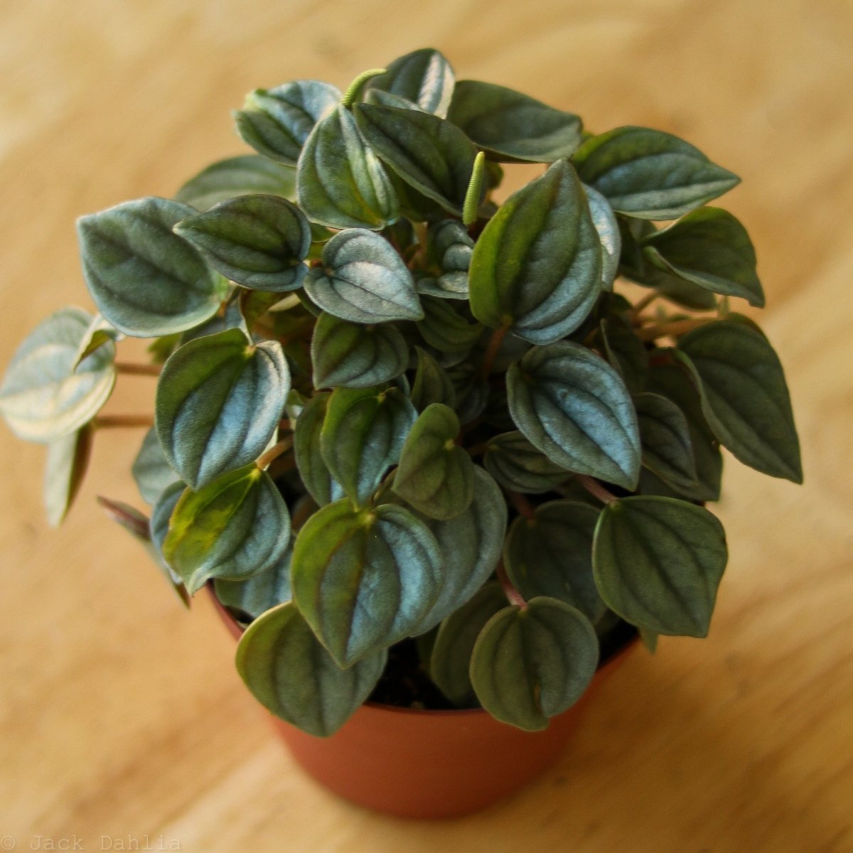 Ed's Plant Shop Peperomia Napoli Nights - Thumbnail 2