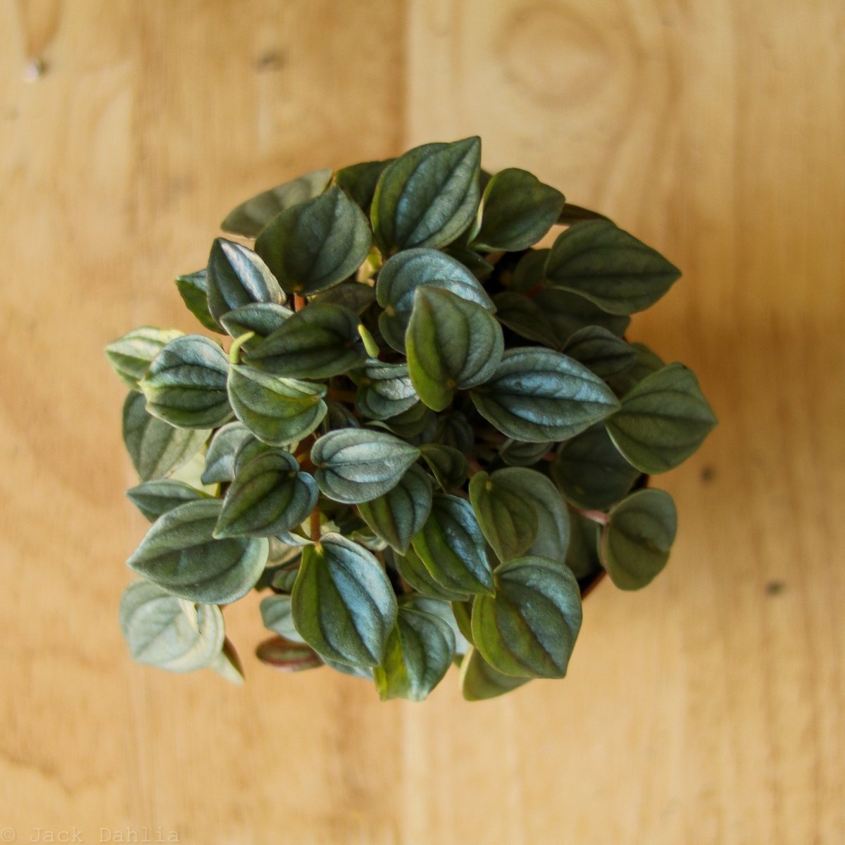 Peperomia 'Napoli Nights' - Various Sizes - Ed's Plant Shop