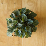 Peperomia 'Napoli Nights' - Various Sizes - Ed's Plant Shop