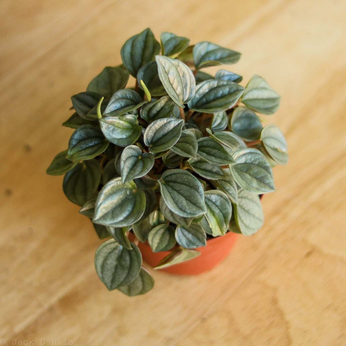 Ed's Plant Shop Peperomia Napoli Nights - Thumbnail 4