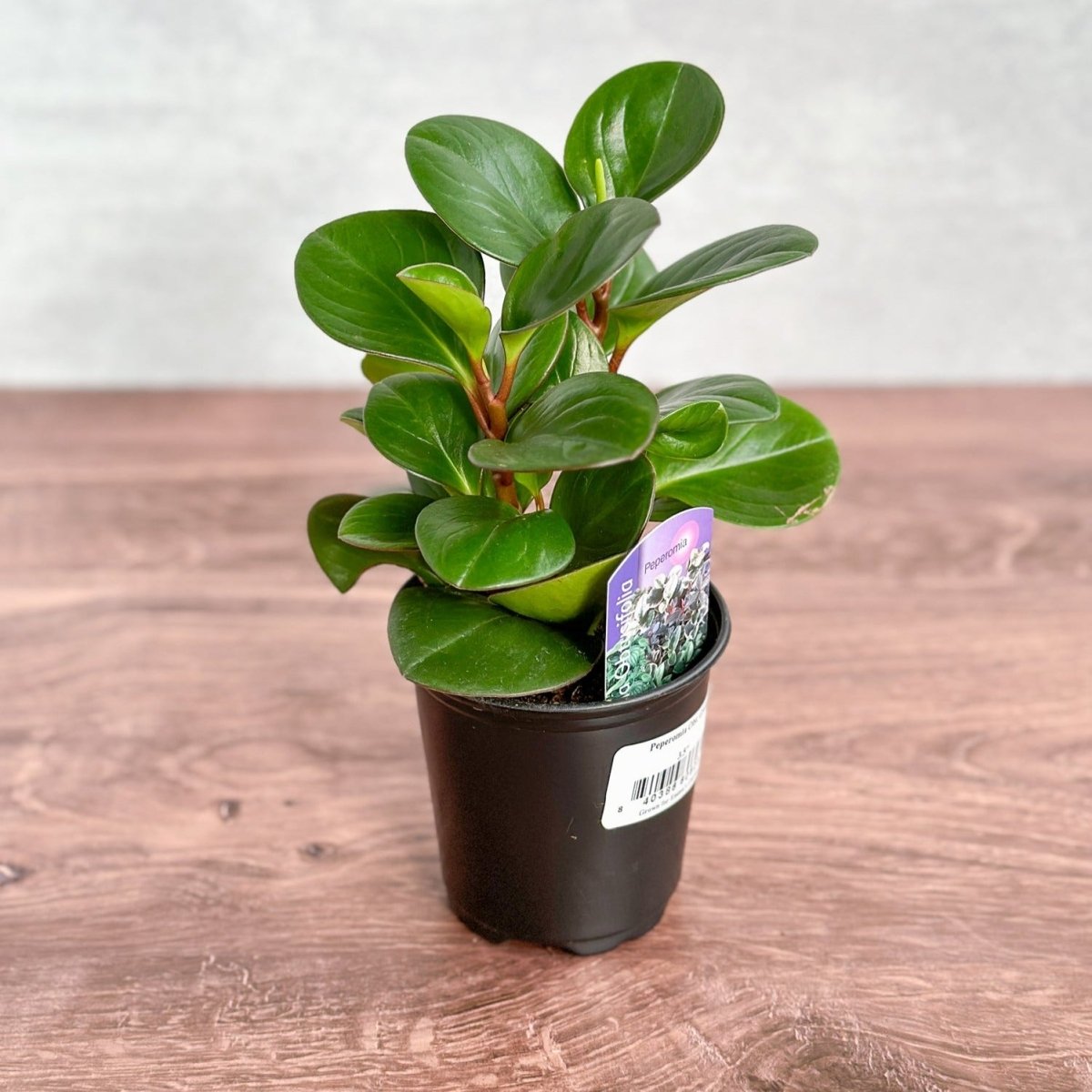 rubber plant indoor price Peperomia obtusifolia 'Green'