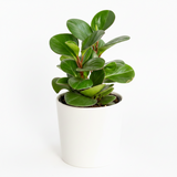 Peperomia Obtusifolia Green Baby Rubber Plant in white ceramic pot on white background, compact upright growth with deep green oval leaves