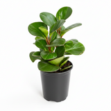 Peperomia Obtusifolia Green Baby Rubber Plant in black nursery pot against white background, showing full upright bushy form with glossy round leaves