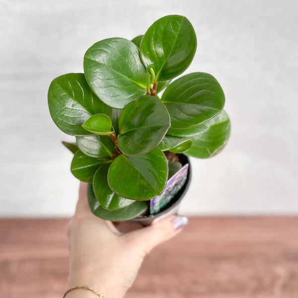 Closeup of Peperomia Obtusifolia Green Baby Rubber Plant with thick glossy leaves and red stems