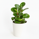 Peperomia Obtusifolia Green Baby Rubber Plant in white ceramic pot on white background, compact upright growth with deep green oval leaves