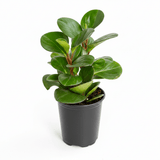 Peperomia Obtusifolia Green Baby Rubber Plant in black nursery pot against white background, showing full upright bushy form with glossy round leaves
