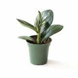 Peperomia obtusifolia Red Edge in green 3.5-inch nursery pot on warm wood surface, showing upright growth with deep green oval leaves and red-tinged stems