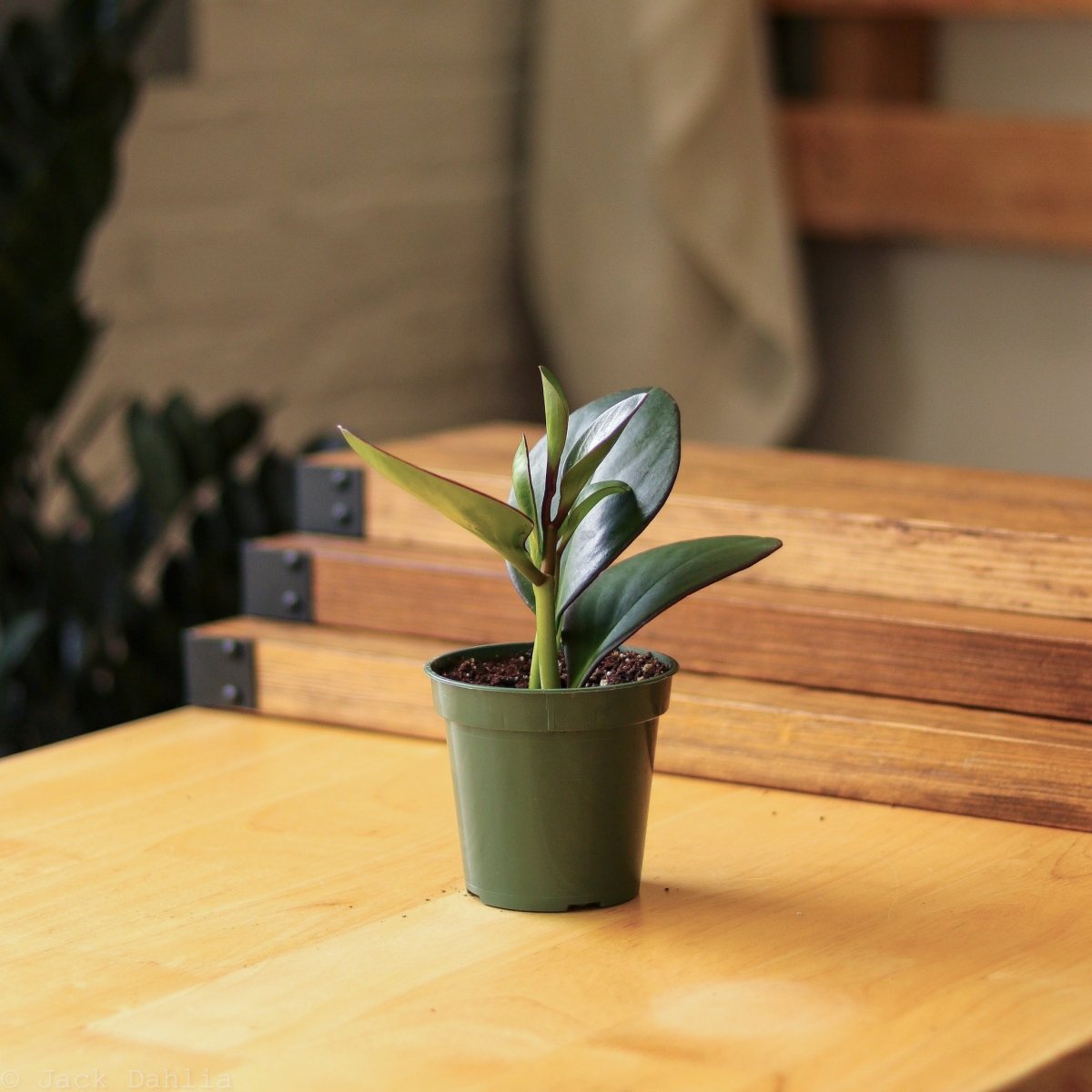 snake plant with red edges Peperomia Red Edge - Live Plant in a 4 inch Pot - Peperomia Obtusifolia 'Red Edge'