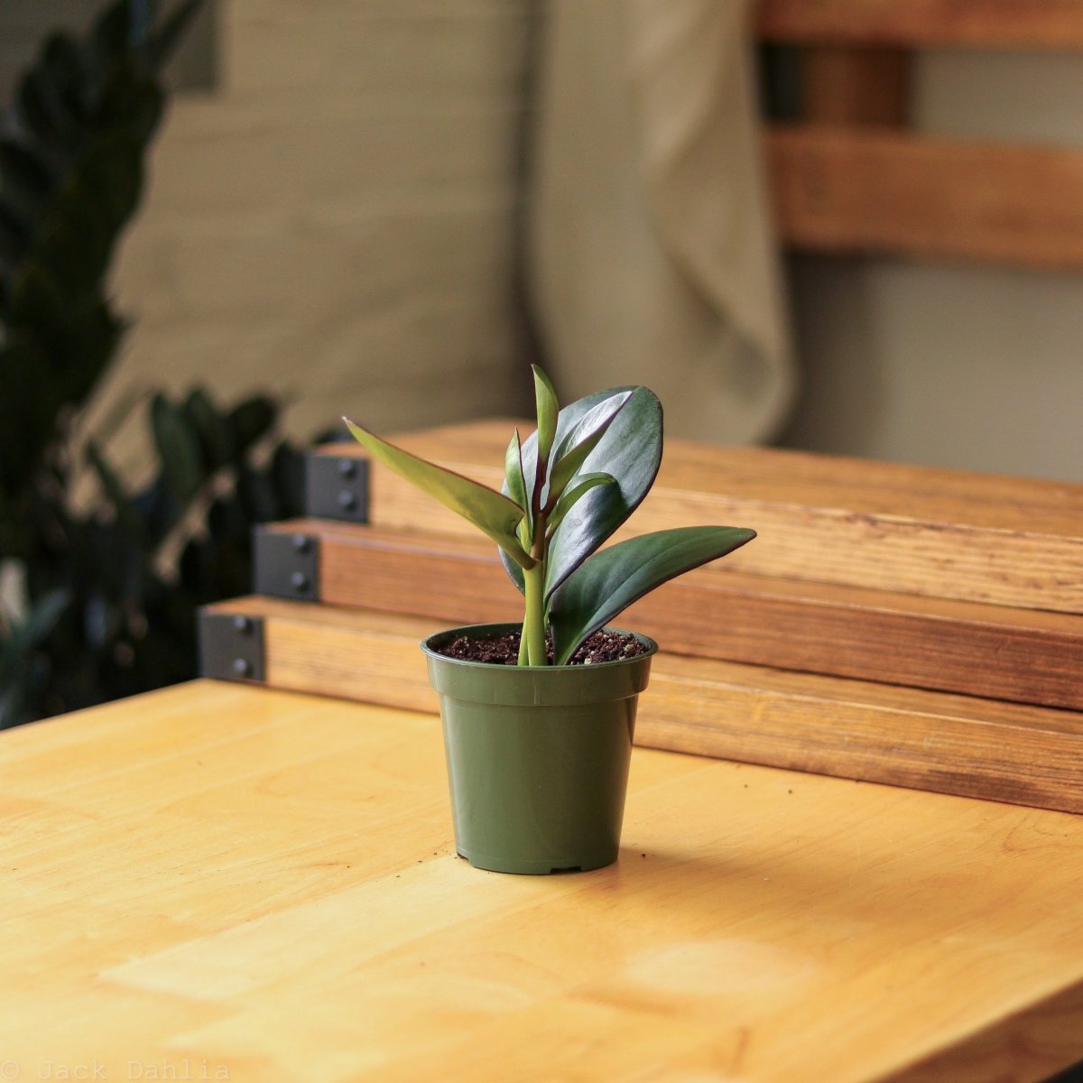 Peperomia Obtusifolia ‘Red Edge’ - 3.5 Inch - Ed's Plant Shop