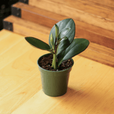Small Peperomia obtusifolia Red Edge in green nursery pot on wood table, showing full plant scale against warm wood and plant shop background