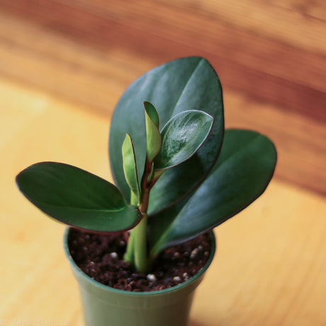 Peperomia Obtusifolia ‘Red Edge’ - 3.5 Inch