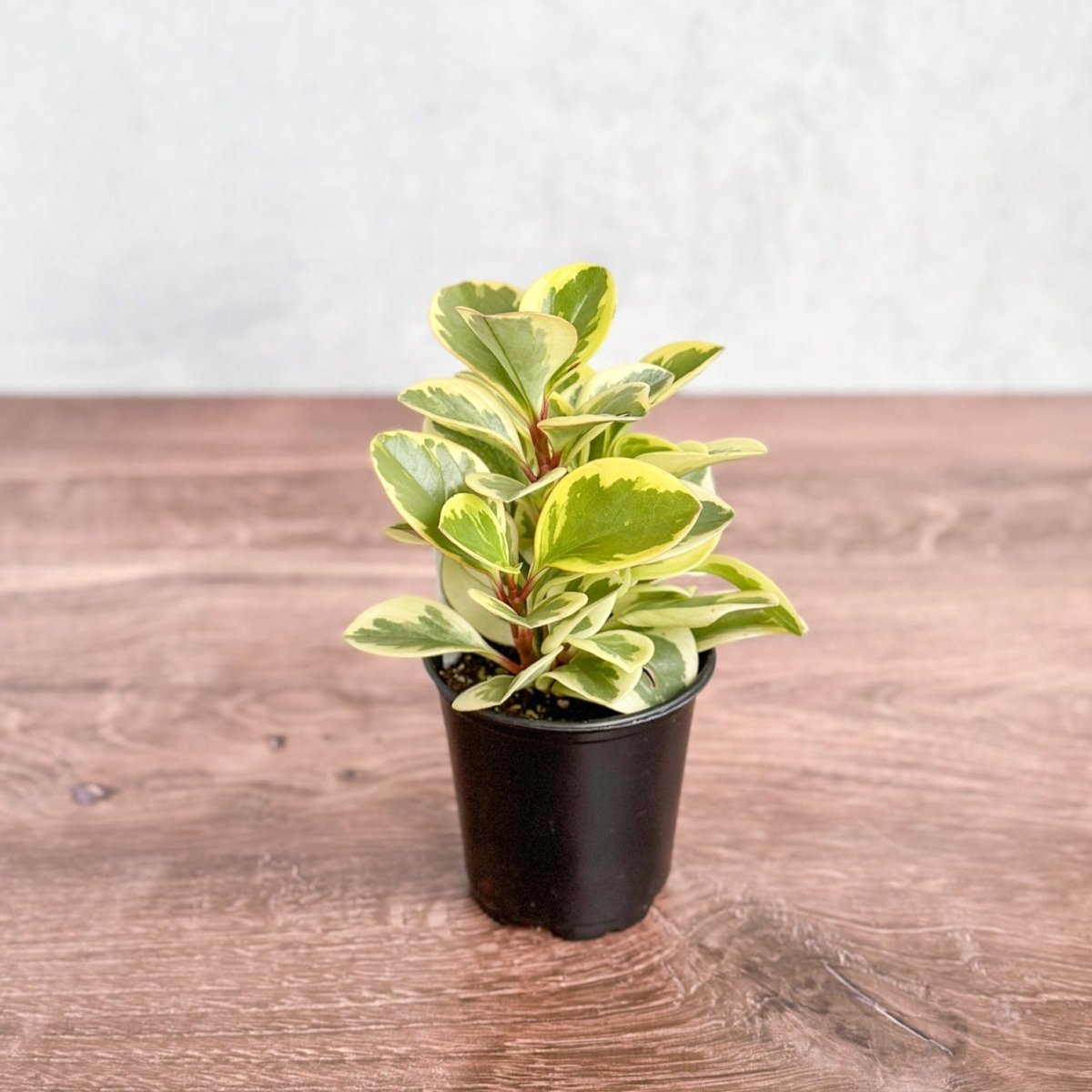 Peperomia Obtusifolia Variegata 'Baby Rubber Plant' - Ed's Plant Shop